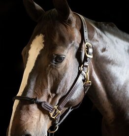 Premium Leather & Track Halters - Weaver Equine