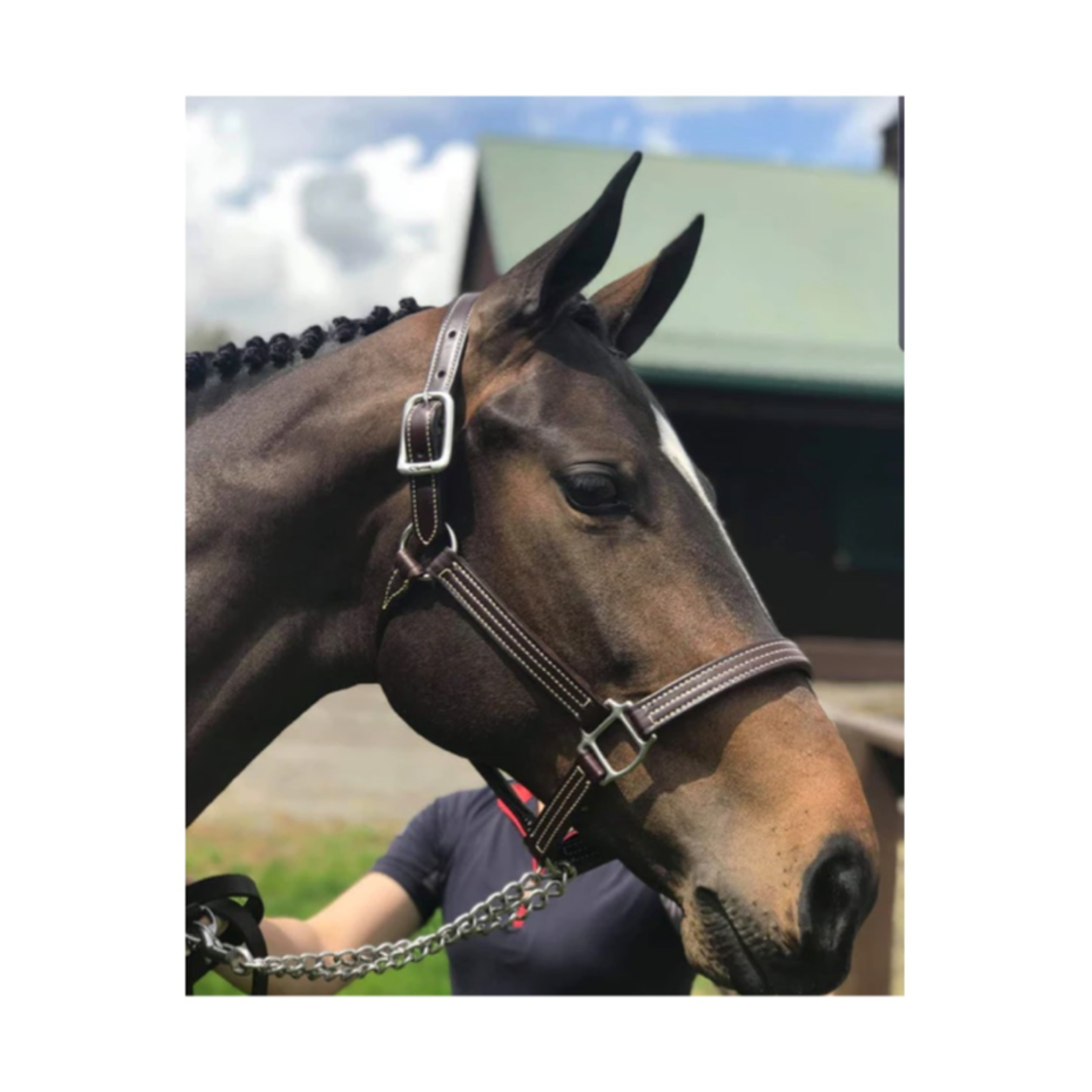 Walsh Triple Stitch with Snap British Leather Halter