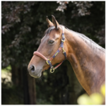 Shires Lusso Padded Halter