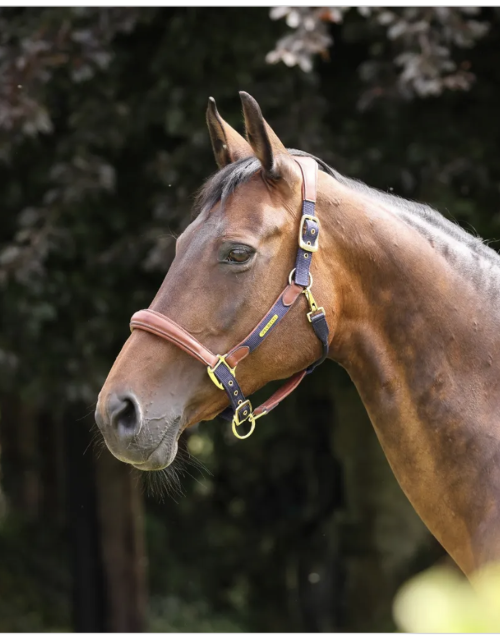 Shires Lusso Padded Leather Halter