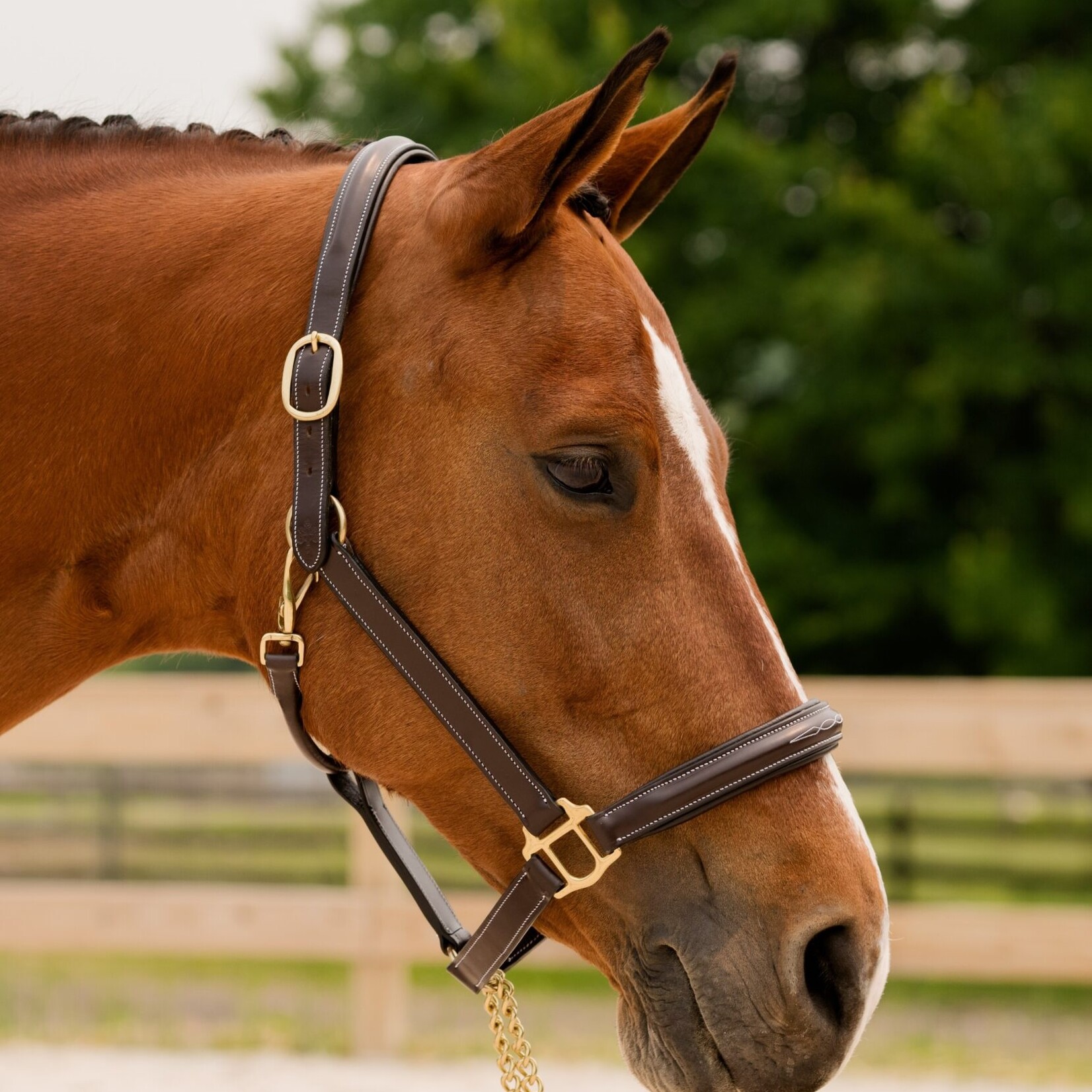 Black Oak Fern Leather Padded Halter