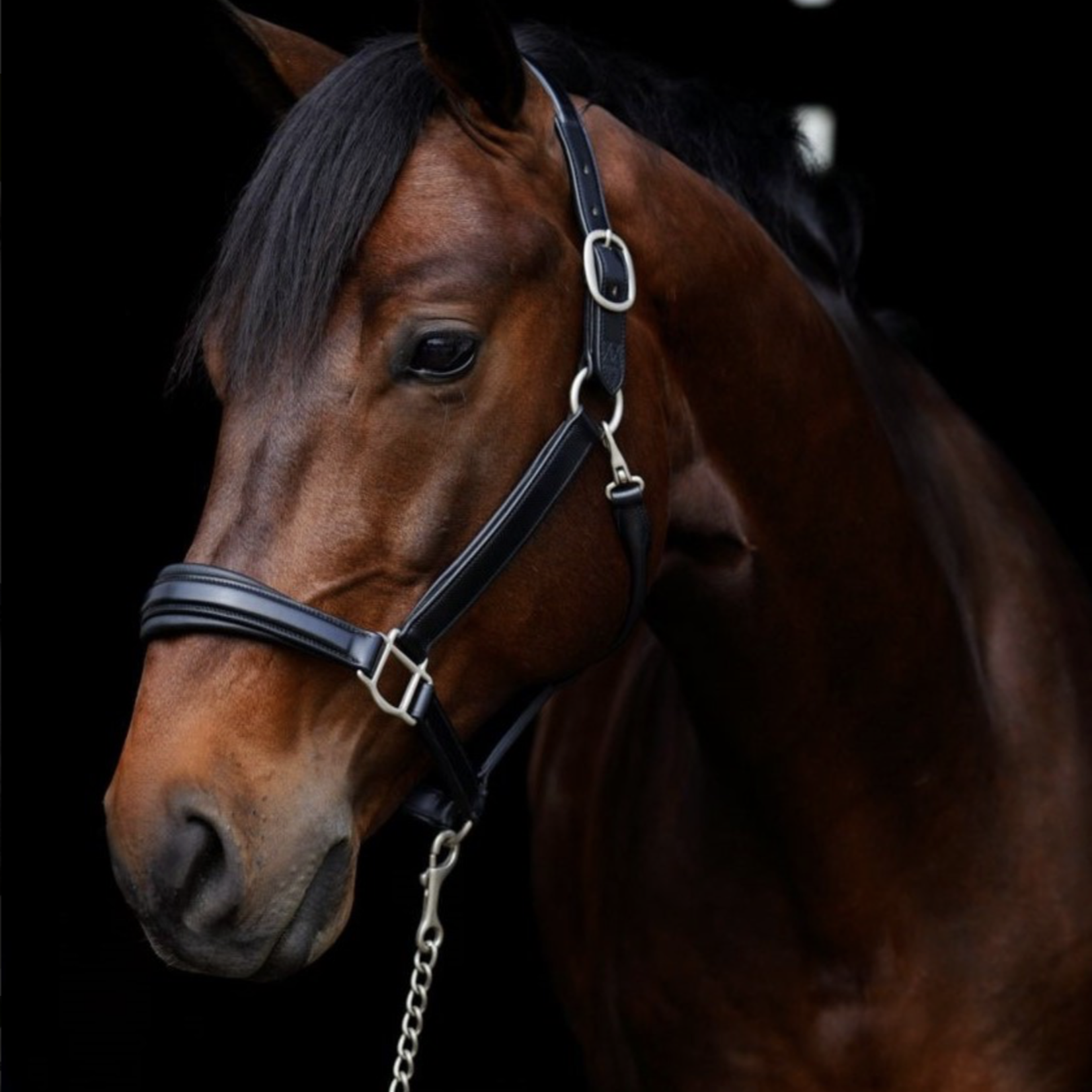Red Barn Nina Leather Padded Halter