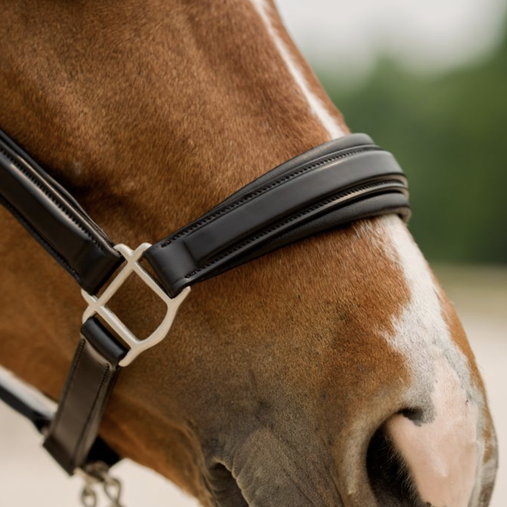 Red Barn Nina Leather Padded Halter