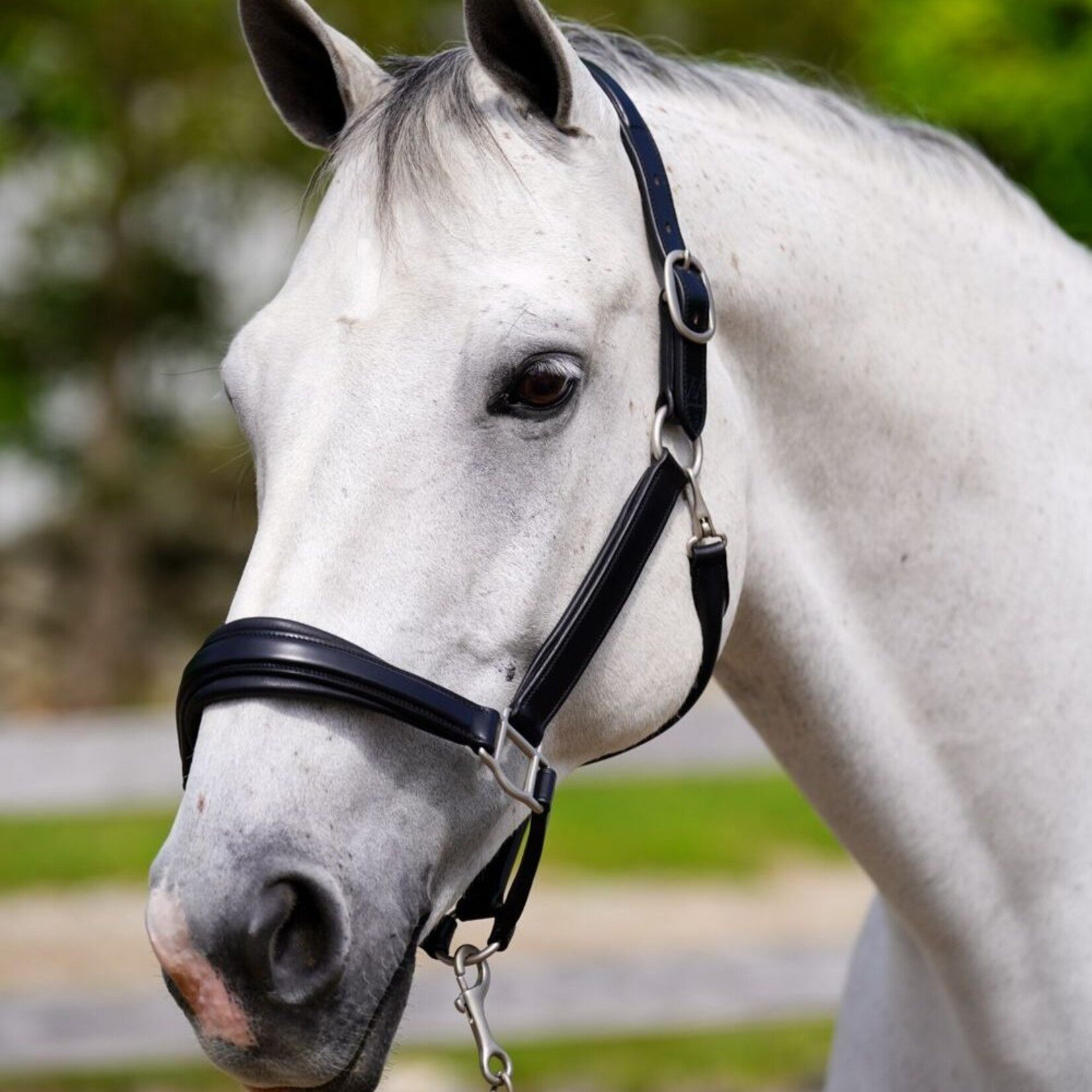 Red Barn Nina Leather Padded Halter