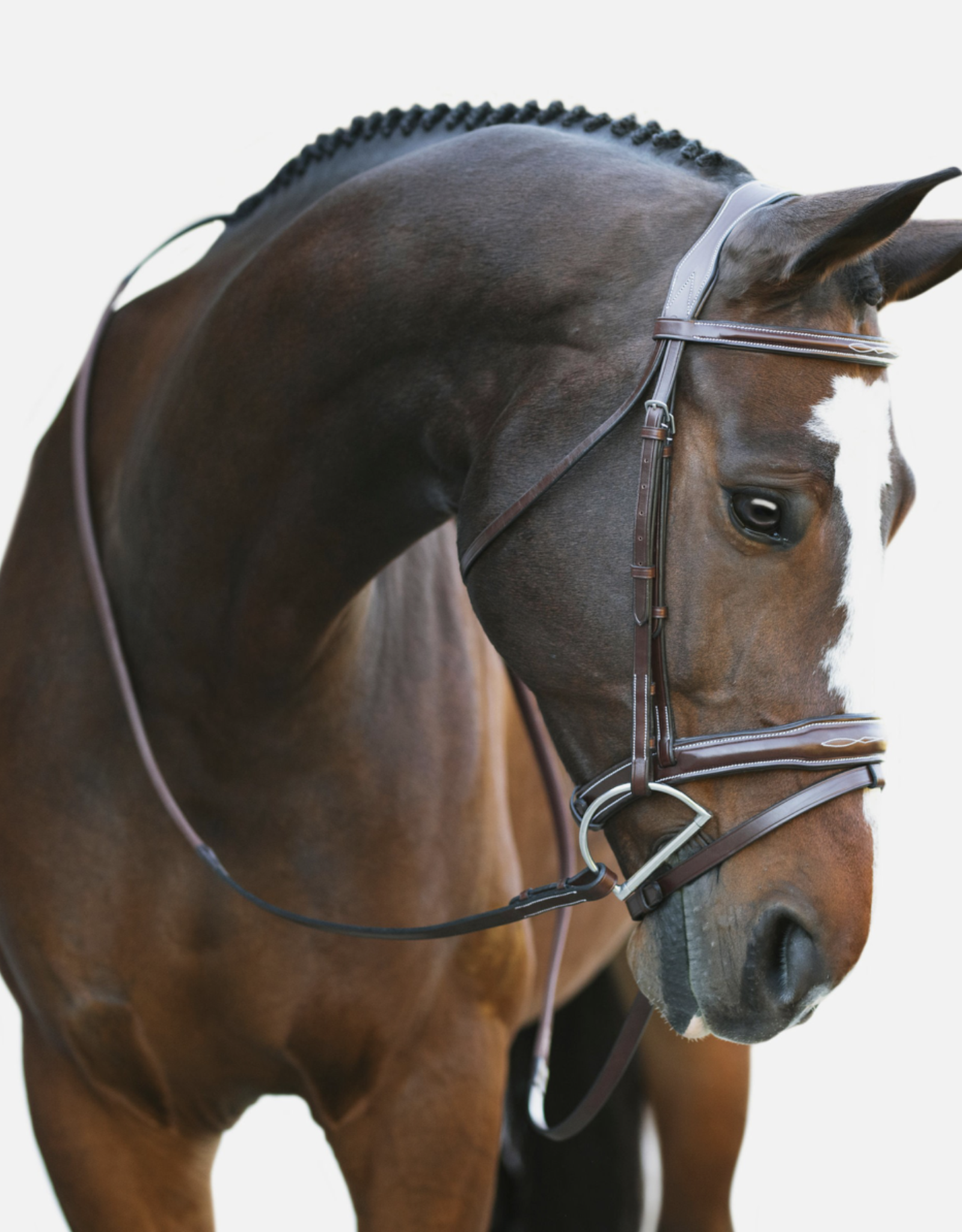 Red Barn Millbrook Flash Bridle