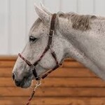 Commonwealth Saddles Commonwealth Banff Halter & Lead Set