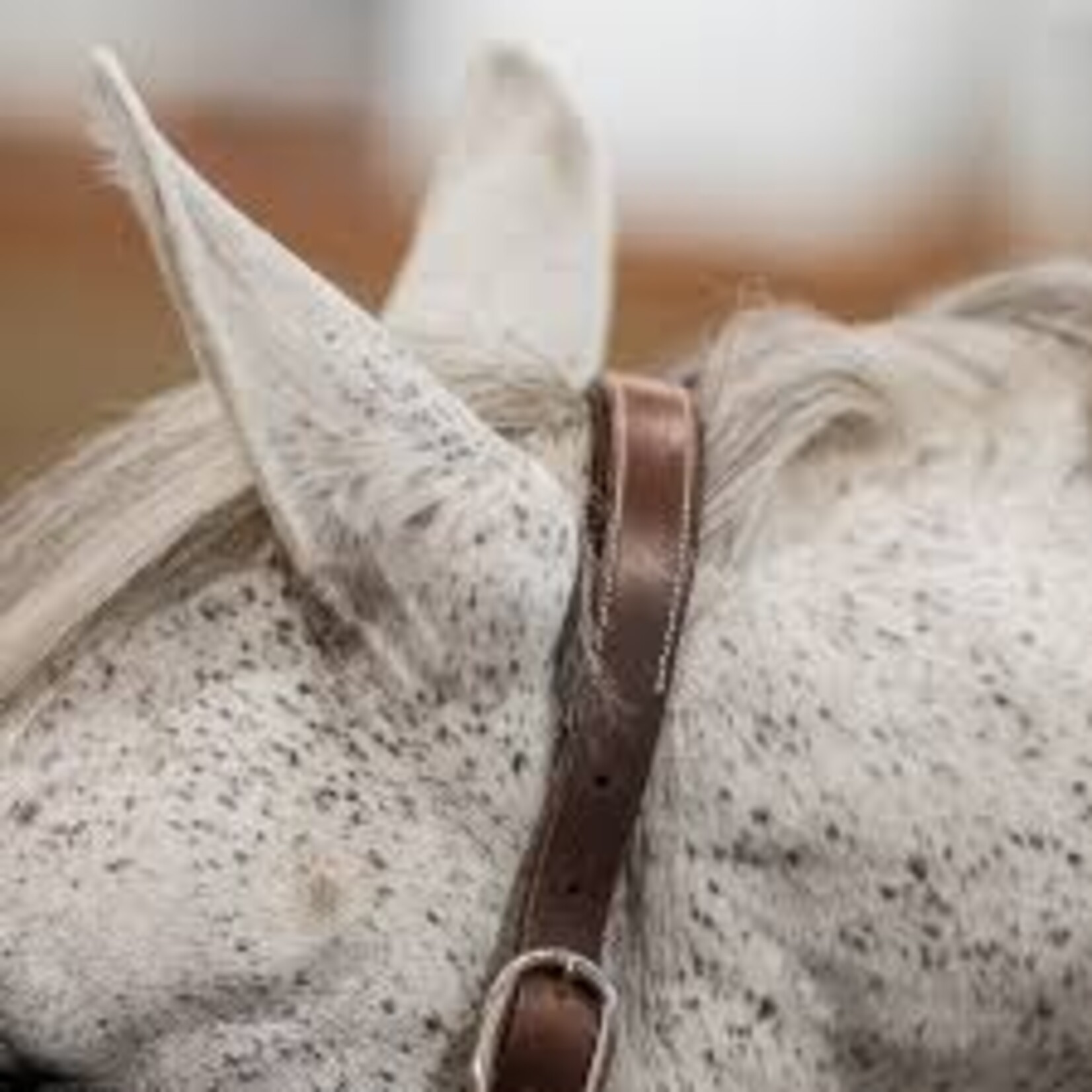 Commonwealth Saddles Commonwealth Banff Halter & Lead Set