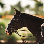 Tack & Accessories