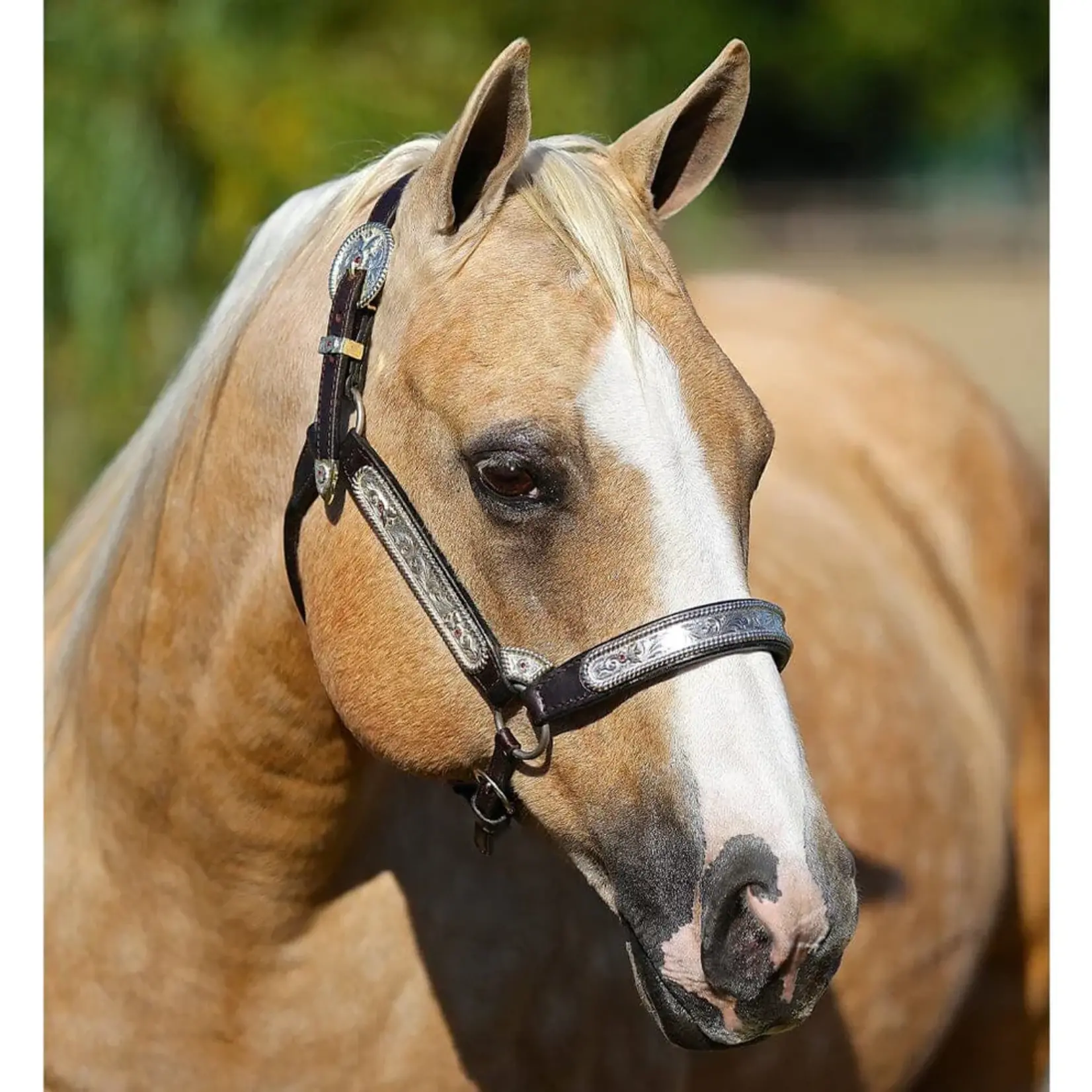Breyer Ebony Shines & Charlize