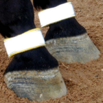 Intrepid Reflective Yellow Pastern Band - Pair
