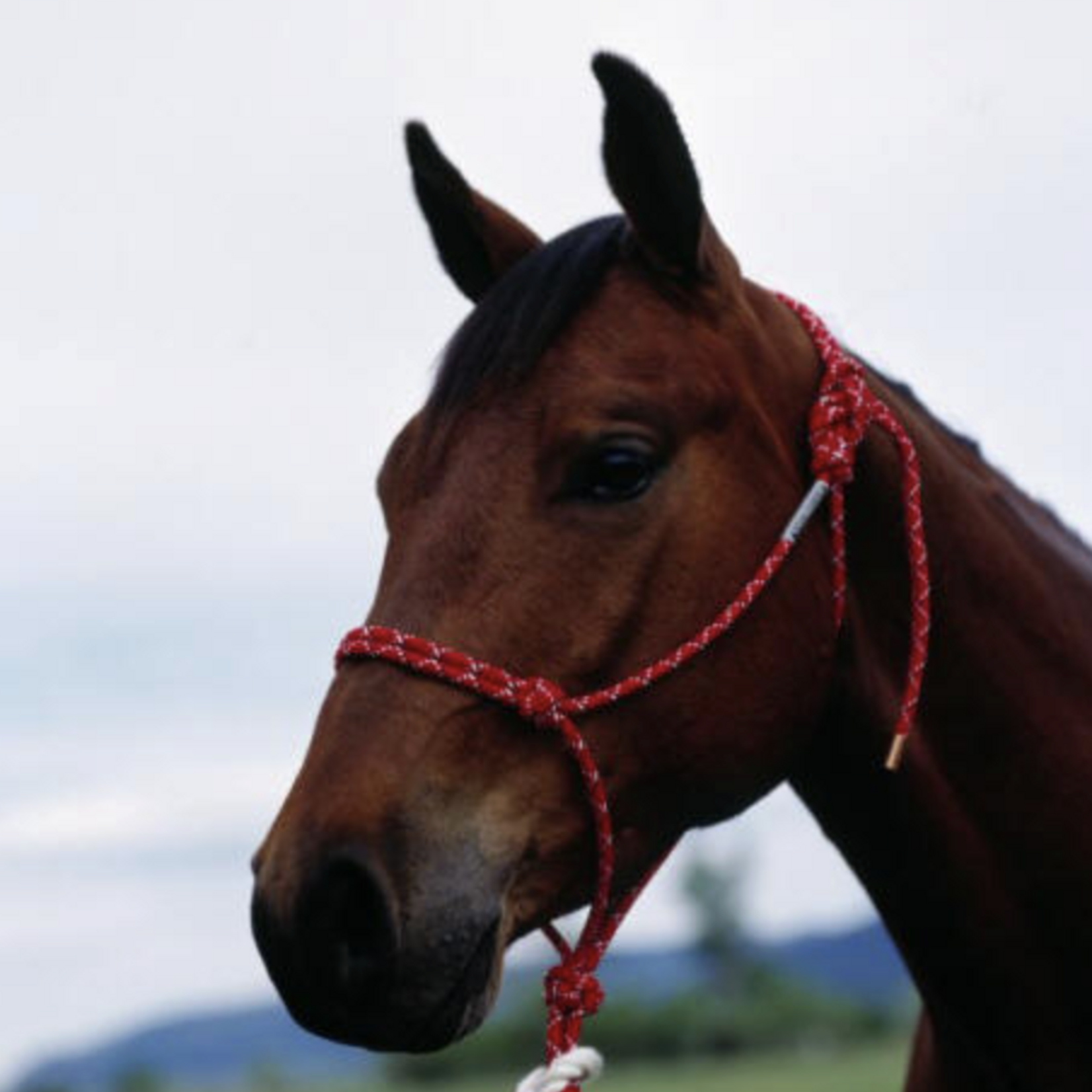 Double Diamond Halter Co. Double Diamond #100 Series 5/16" Rope Halter