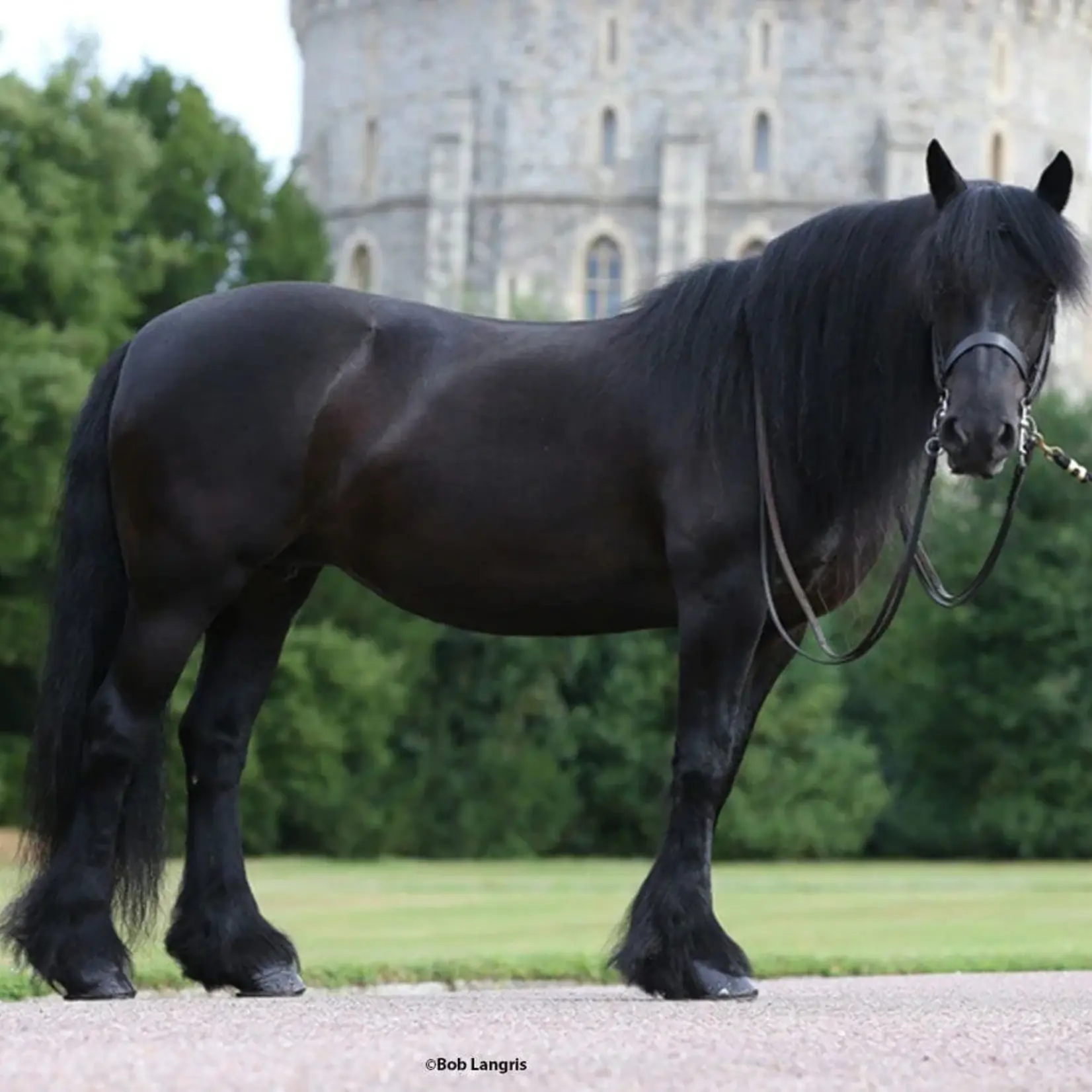 Breyer Carltonlima Emma