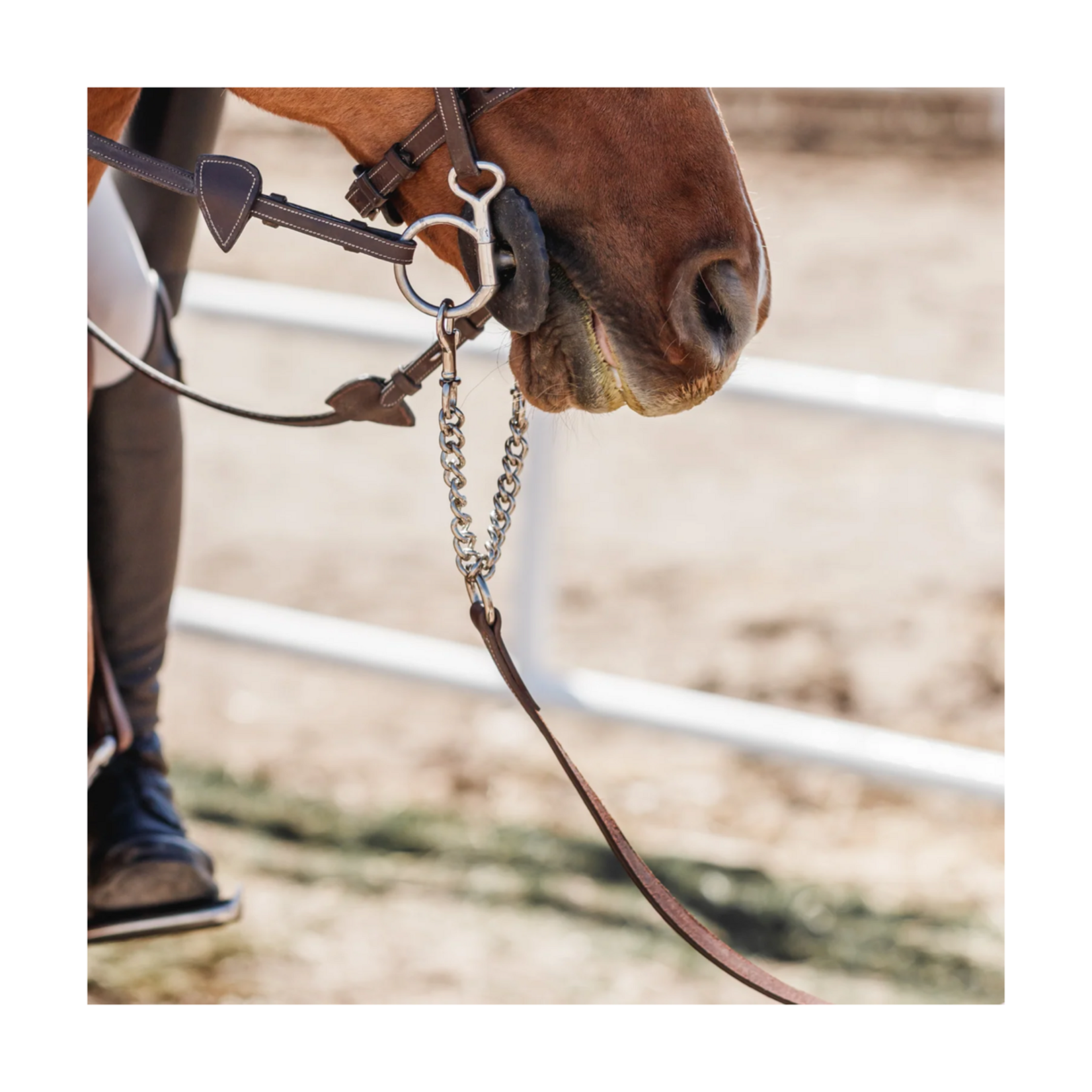 Commonwealth Saddles Commonwealth Tack York Leather Grooming Lead