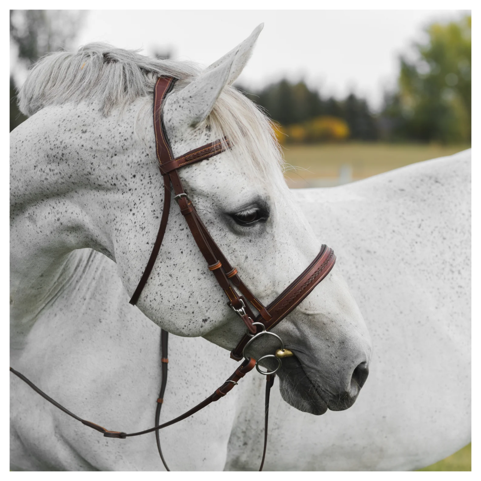 Commonwealth Saddles Commonwealth Tack Braided Training Bridle