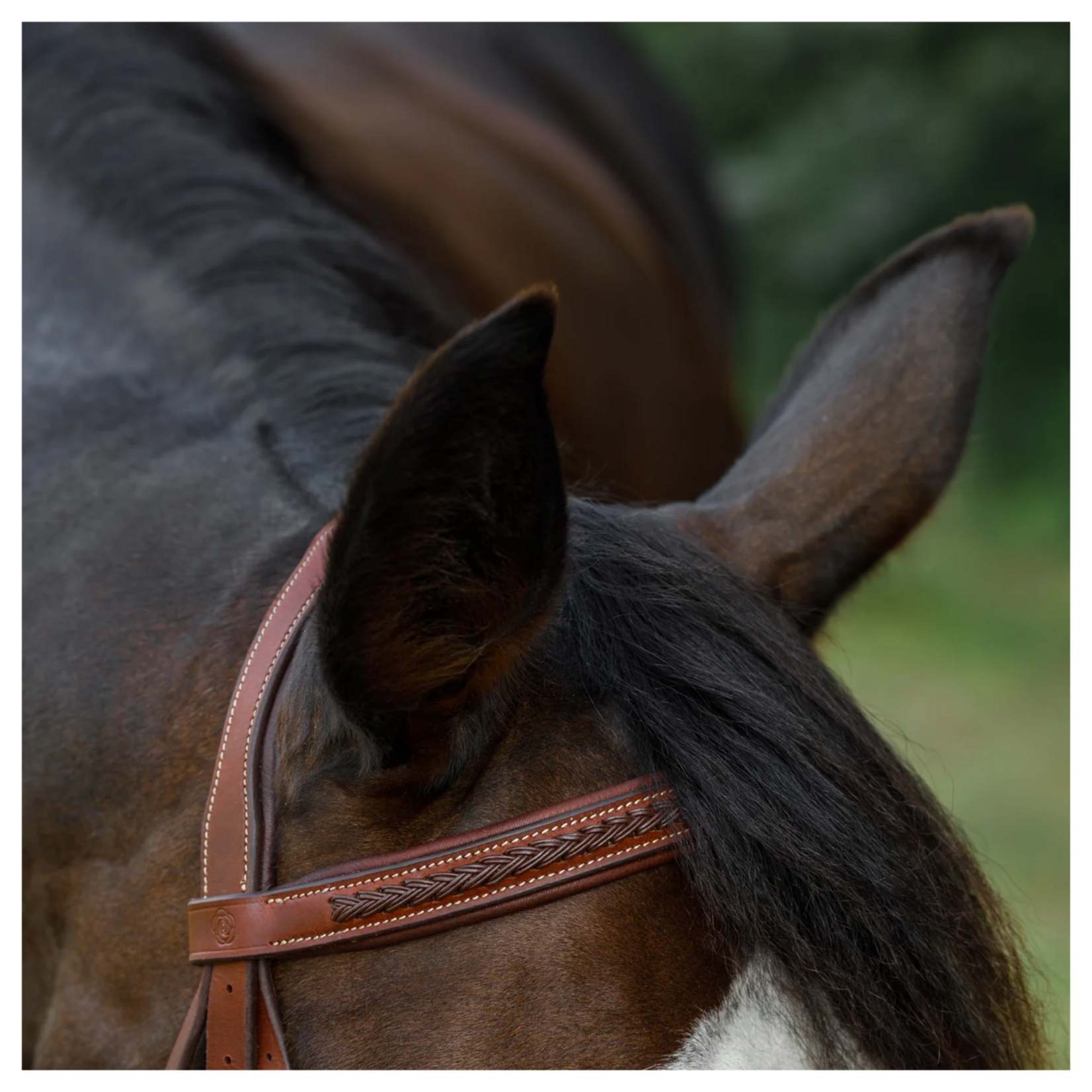 Commonwealth Saddles Commonwealth Tack Braided Training Bridle