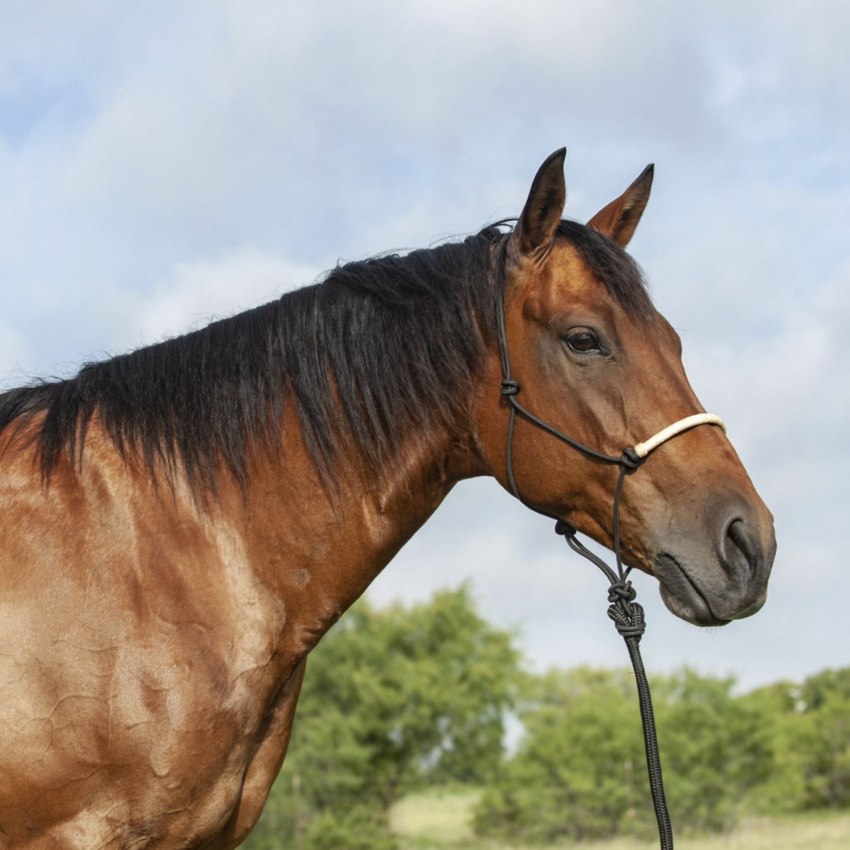 Cashel Classic Equine Braided Rawhide Halter with Lead