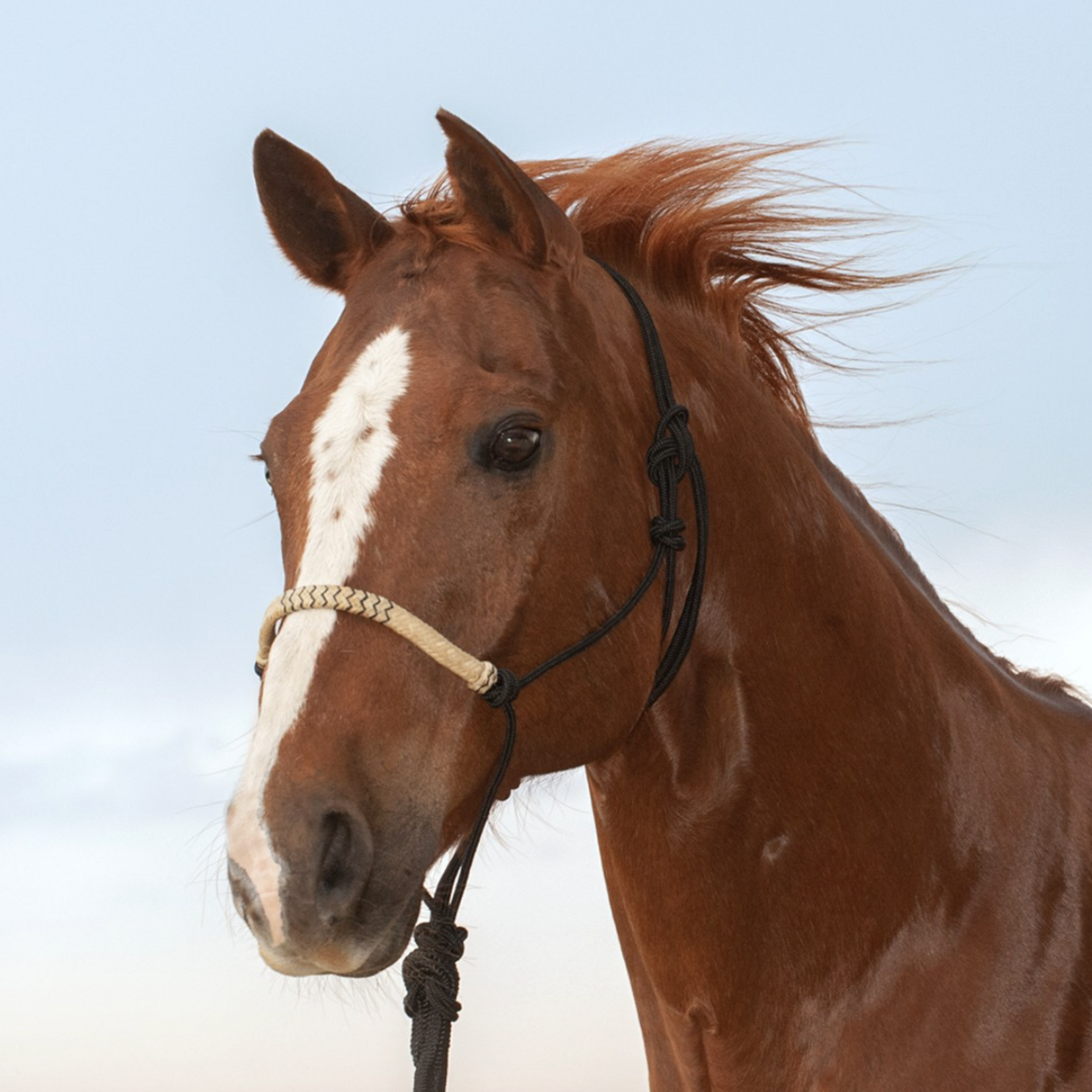 Cashel Classic Equine Braided Rawhide Halter with Lead