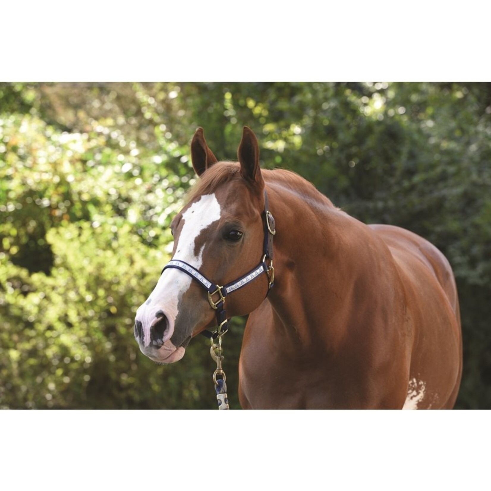 Perri's Ribbon Safety Halter