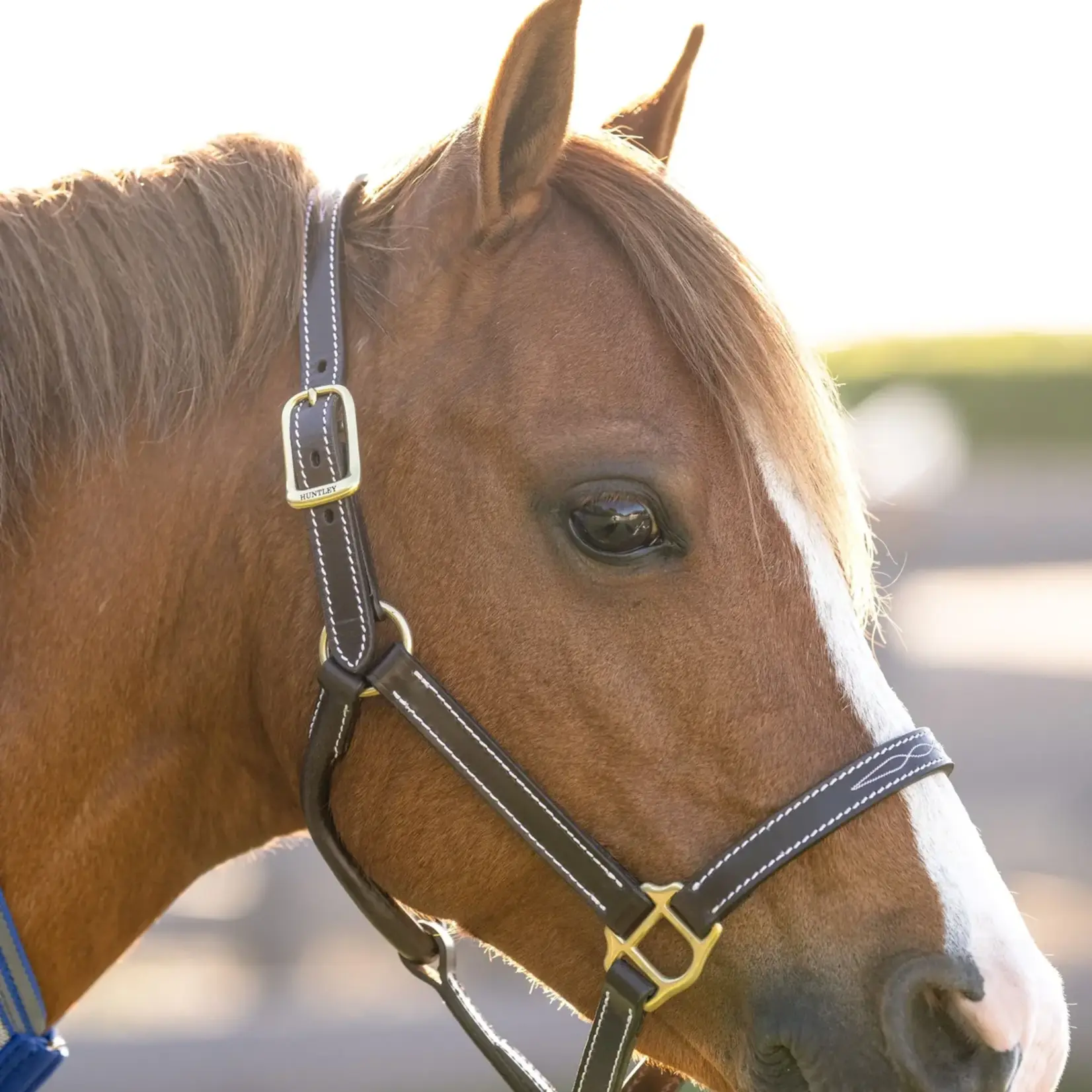 Huntley Huntley Fancy Stitched Premium Leather Pony Halter
