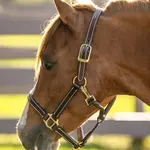 Huntley Huntley Premium Leather Pony Halter