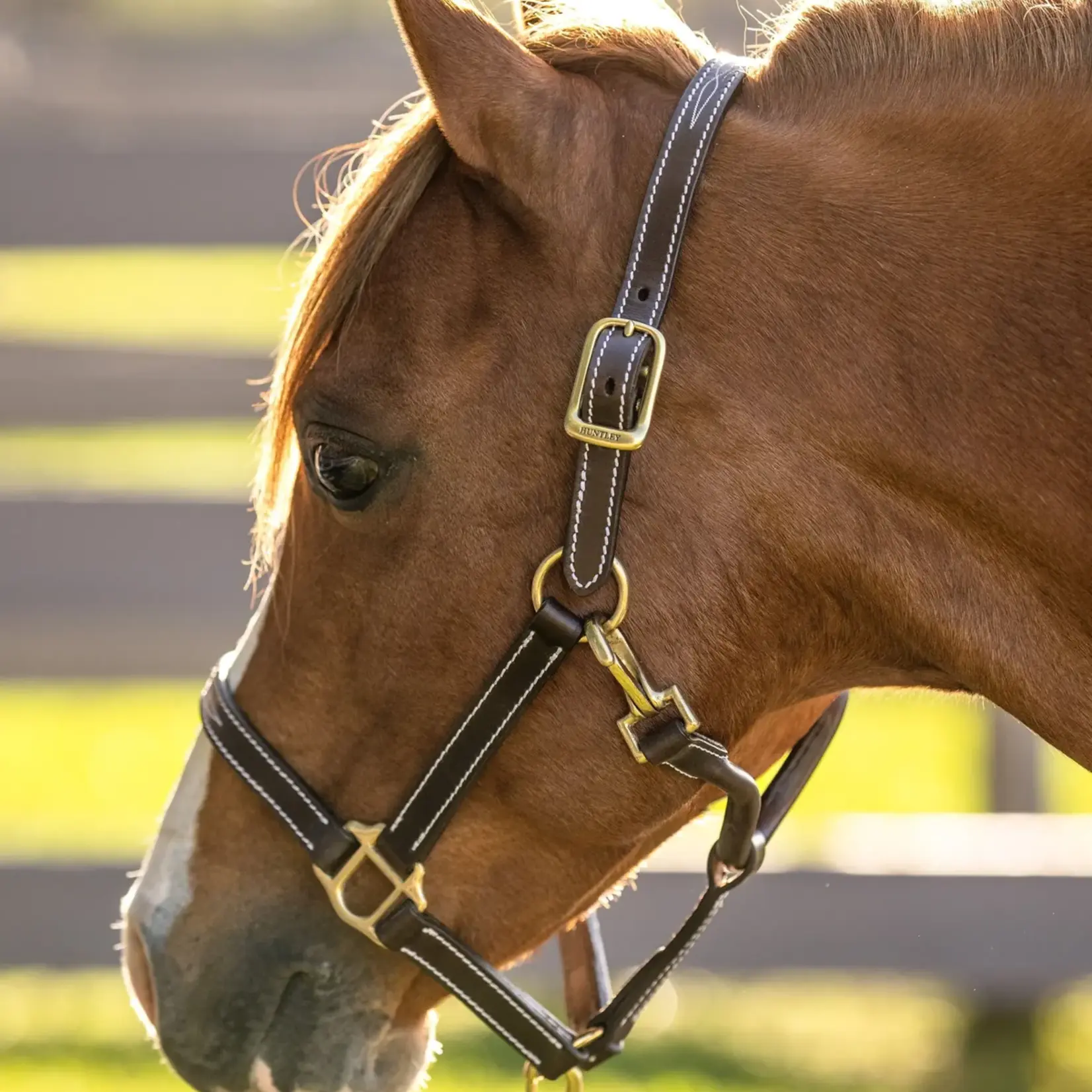 Huntley Huntley Fancy Stitched Premium Leather Pony Halter