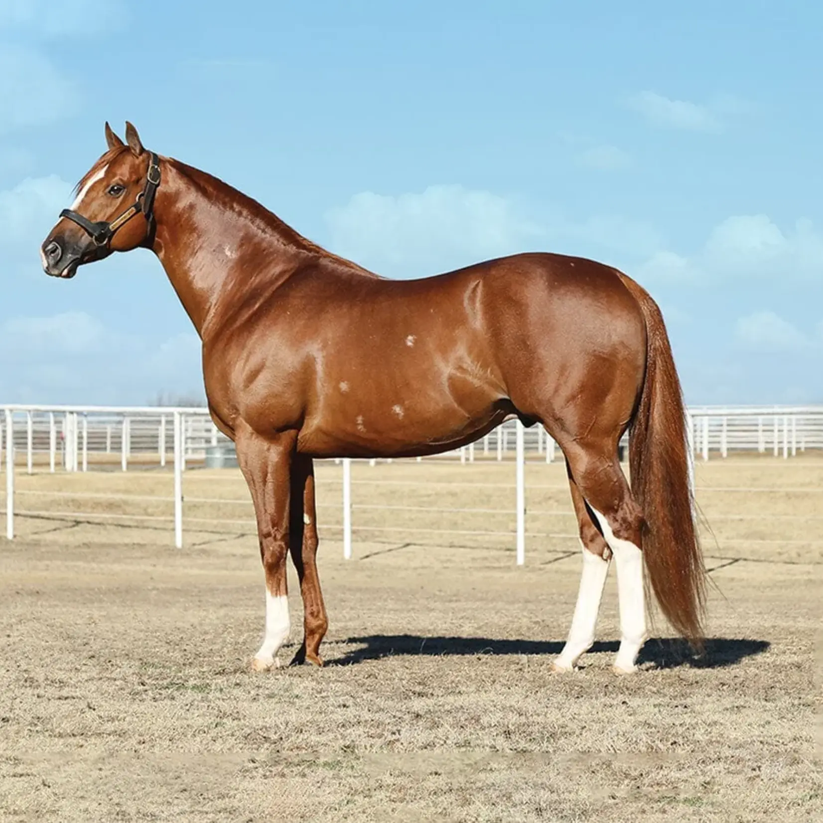 Breyer Apollitical Jess American Quarter Horse Sprinter