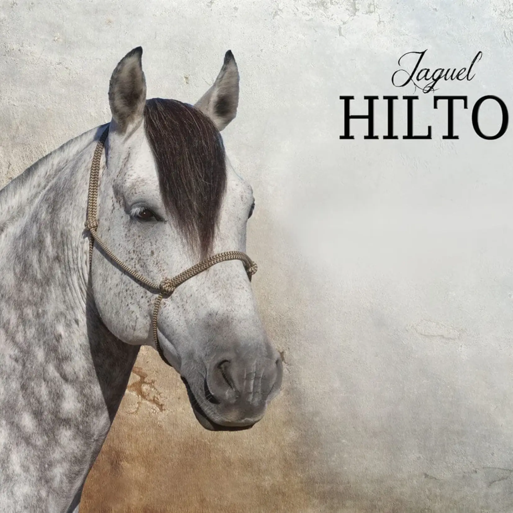 Breyer Jaguel Hilton Criollo Stallion