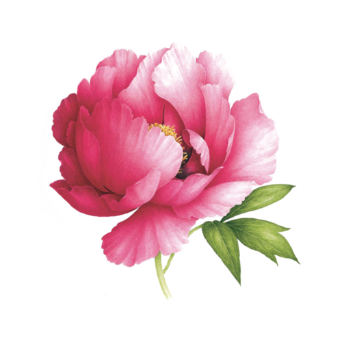 TATTLY TATTOOS: PINK PEONY (SCENTED) TATTLY TATTOOS: PINK PEONY (SCENTED)