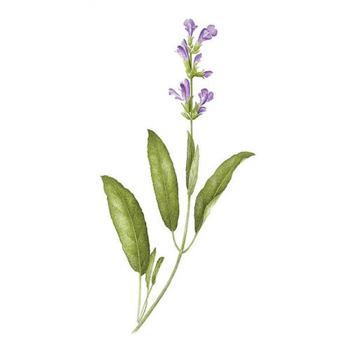 TATTLY TATTOOS: SAGE (SCENTED) TATTLY TATTOOS: SAGE (SCENTED)