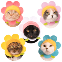 BLIND BOX CAT CAP FLOWER