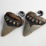 Diablo Organics Diablo Organics Large Megalodon teeth