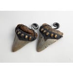 Diablo Organics Diablo Organics Large Megalodon teeth