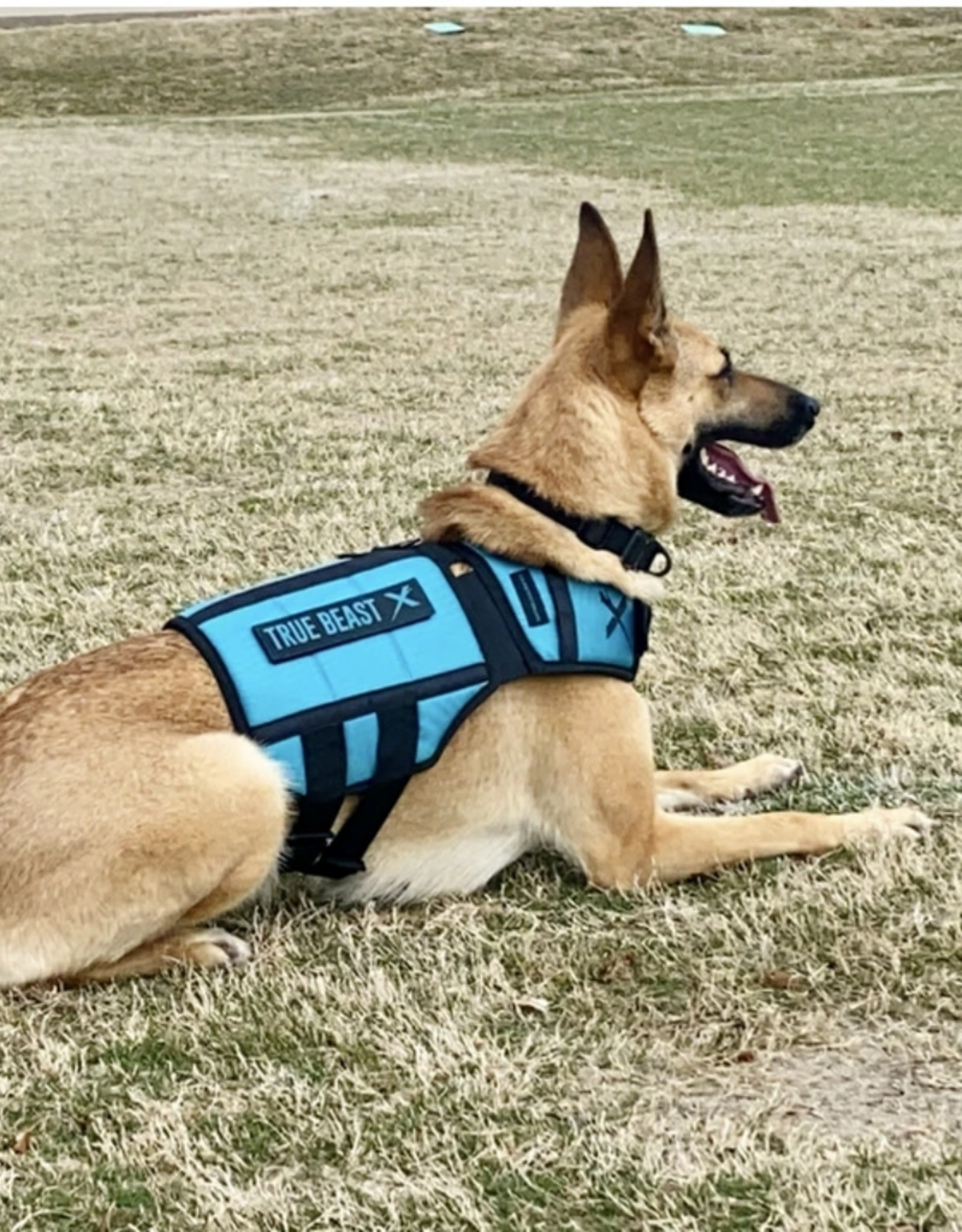 V3 XDOG Weight Vest for Dogs Teal Unleashed Potential K9