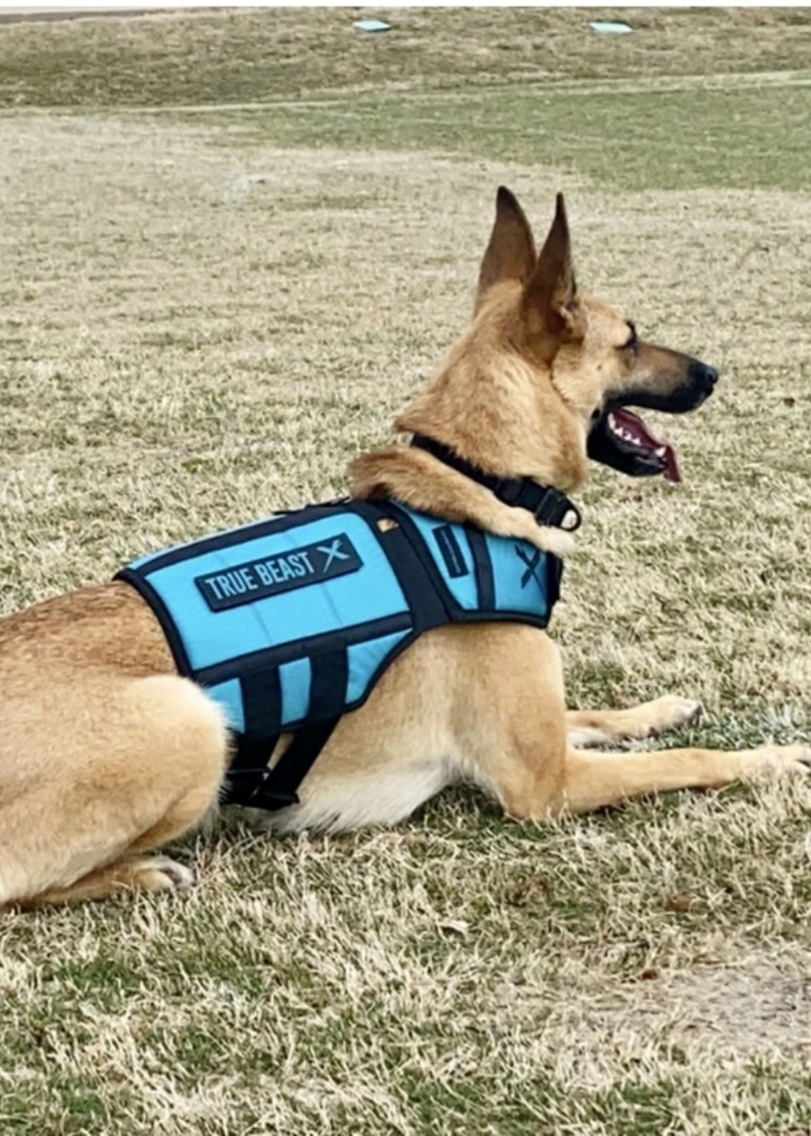 DO THIS To Tire Out ANY Dog - Xdog V3 Weighted Vest Review 🦺 