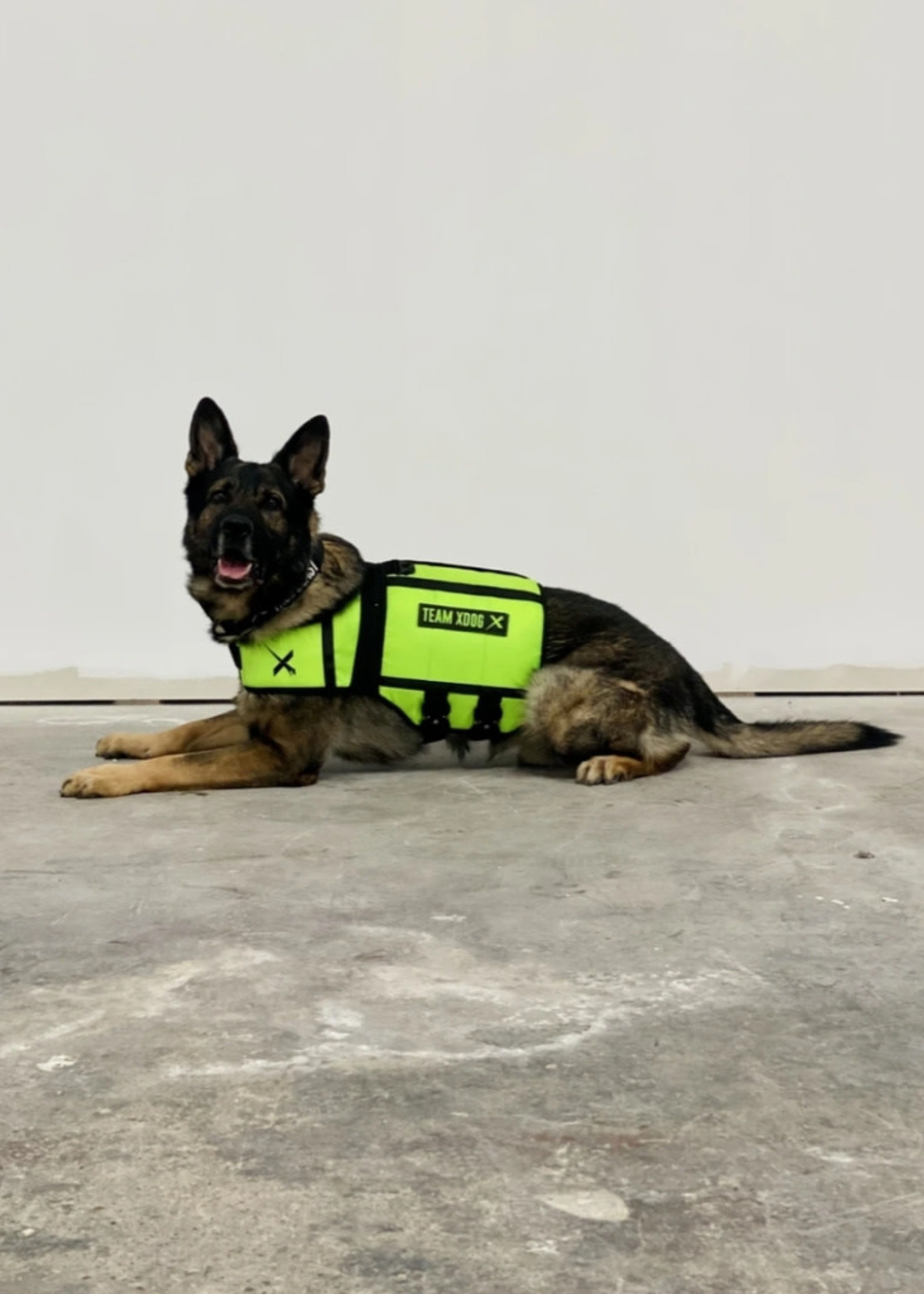 Adjustable Dog Weight Pulling Training Harness Pulling Leash For Mediu   Dogssuppliesrus