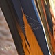 Miraphone Used Miraphone 186 4V CC Tuba - 151XX