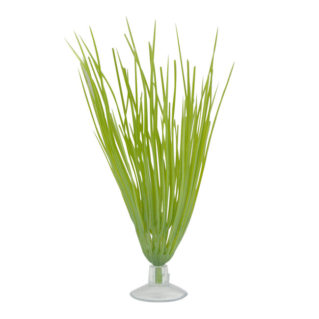 Marina Betta Hairgrass Plant With Suction Cup - 12.7 cm (5")
