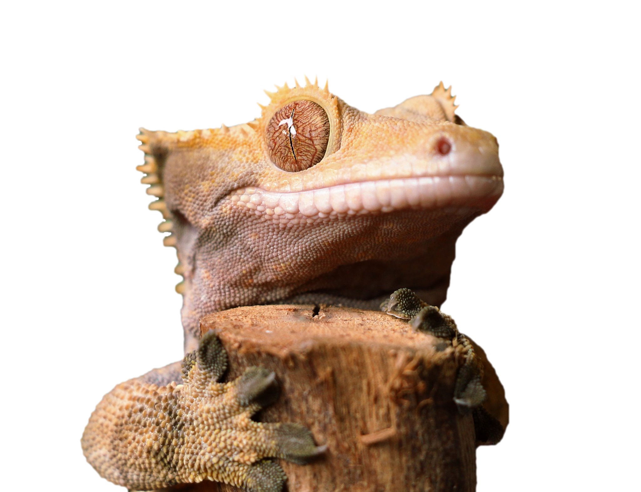 Reptile