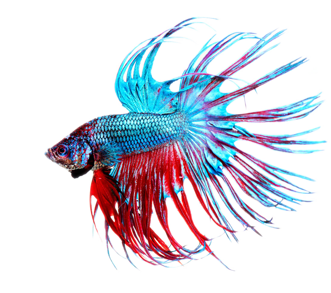 Fish