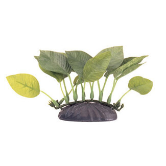 Marina Marina EcoScaper Anubias Nana 10cm-V