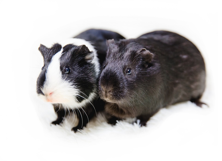 Small Animals