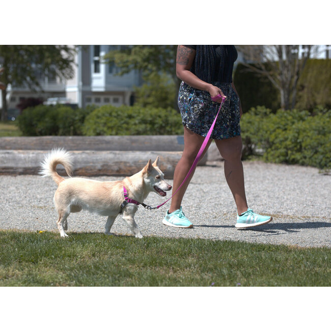 Pace No Pull Harness