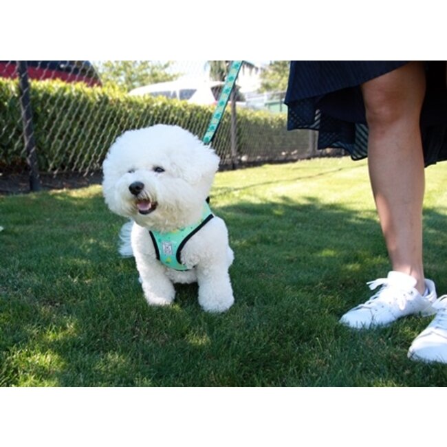 Step In Cirque Harness