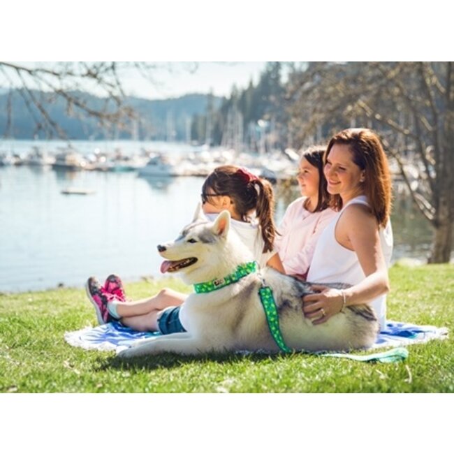 All Webbing Training Collar