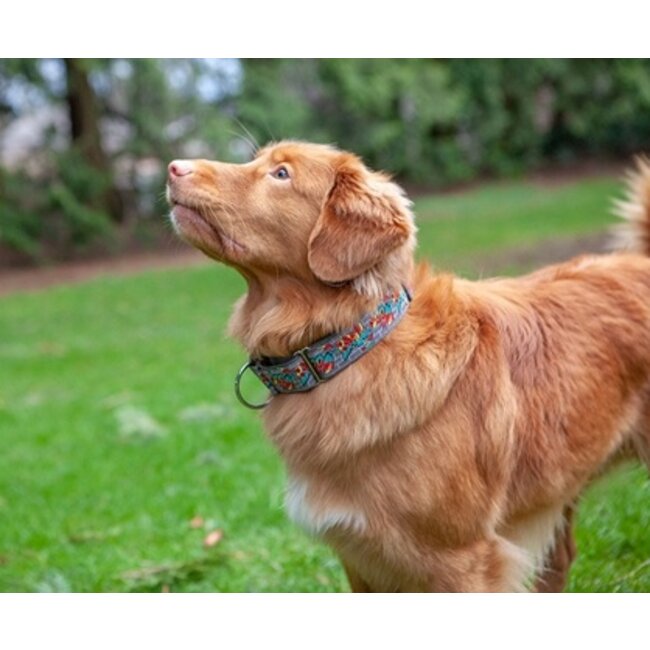 All Webbing Training Collar