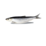 Herring 1lb Bag