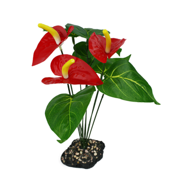 Anthurium Bush Decorative Plant
