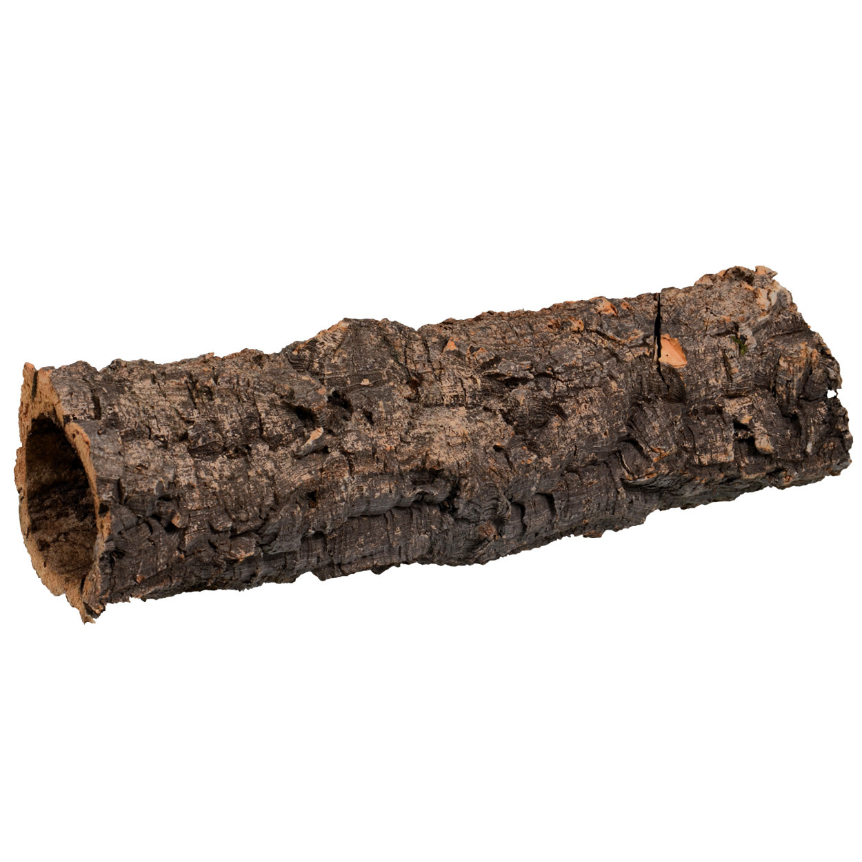 Jurassic reptile products online