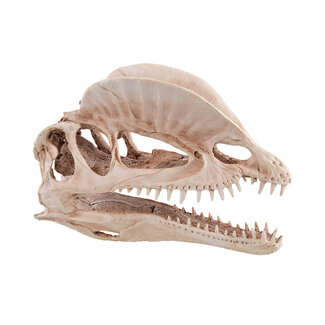 Underwater Treasures Dinosaur Skull Aquarium Ornament