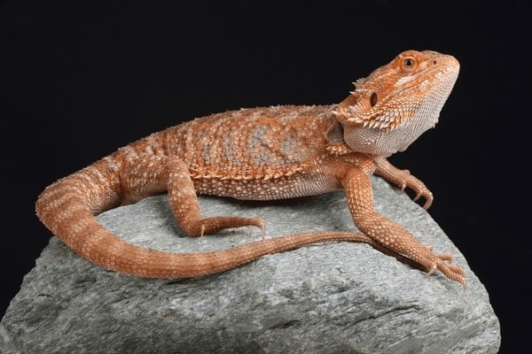Bearded Dragon Care Guide